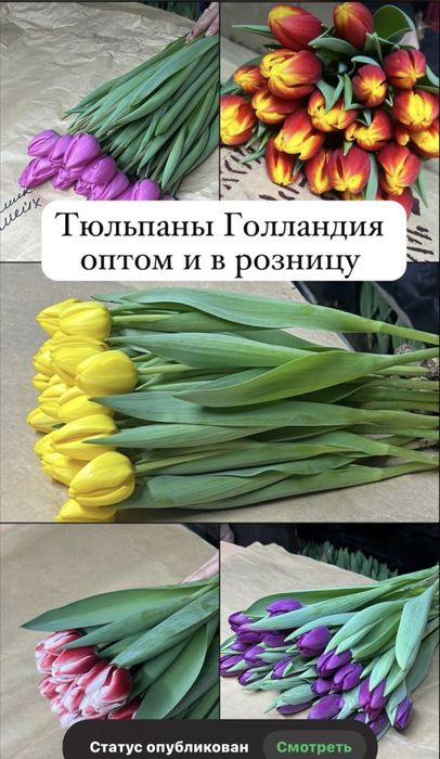 Тюльпаны оптом и в розницу