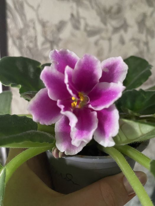 Фиалочки красивые,разные