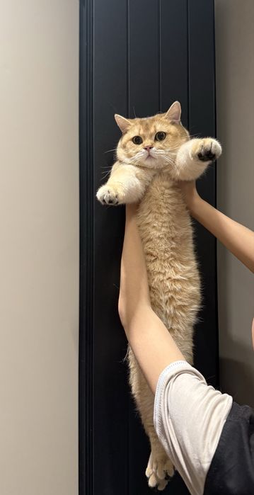 СКИДКА!!!Срочно британскую золотую шиншиллани сотаман