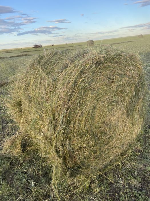 Продам сено в рулонах