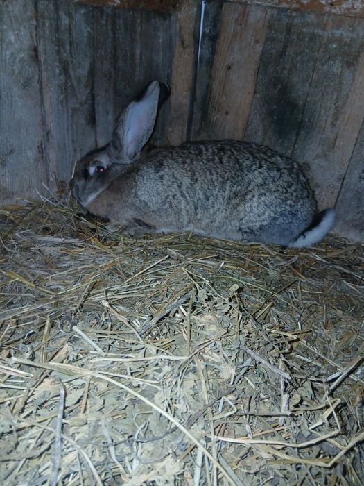 Vand doua femele urias german