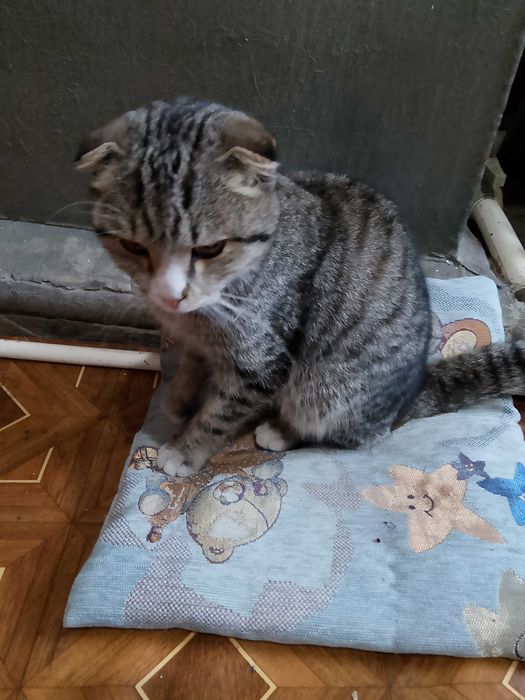 Котик ищет дом . подобрали на улице