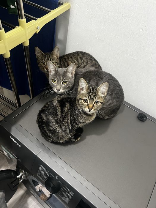 Коты в хорошое руки, домашние