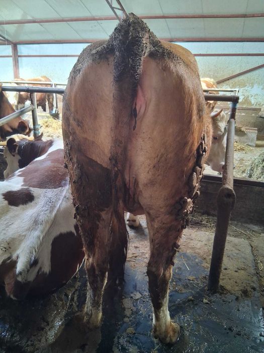 Vand junele gestante