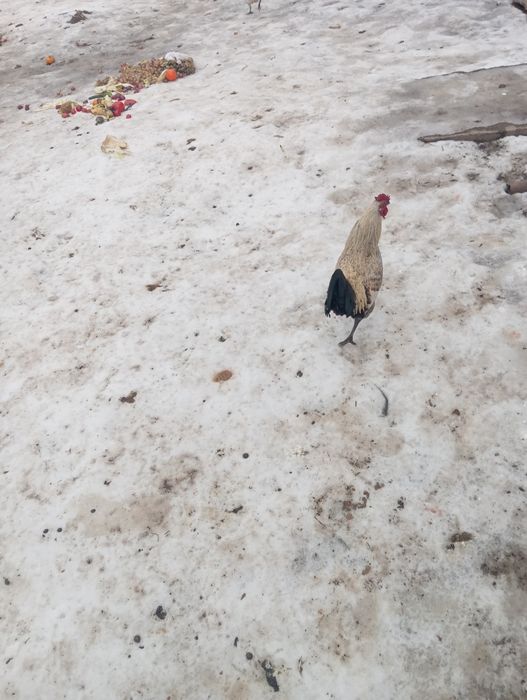 Продам петуха карлика