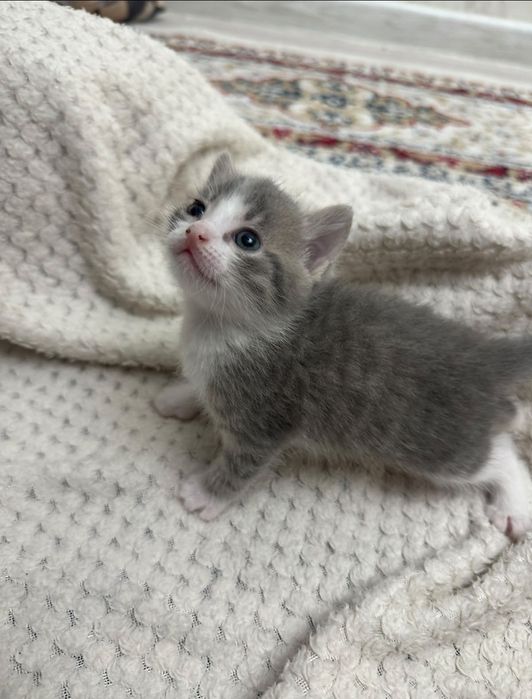 Отдам котят бесплатно