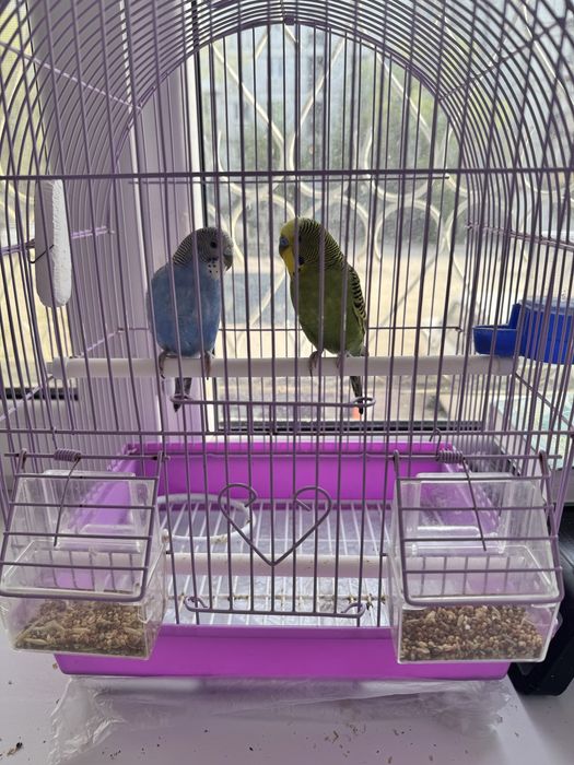 Продам волнистых попугаев