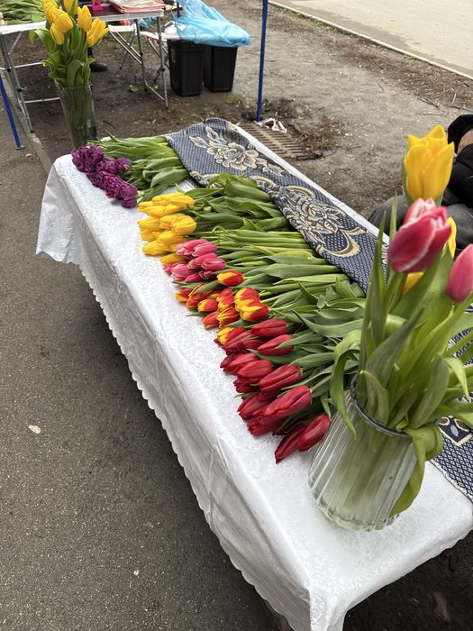 Тюльпаны разного цветп