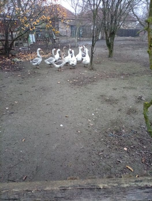 Vănd găște tinere