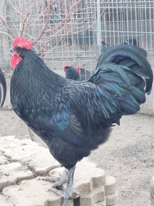 Cocos Australorp  9 luni negri ,gri/splash