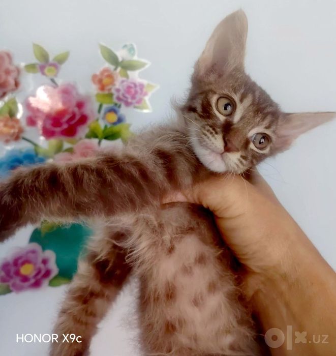 Котята породы свинкс браш