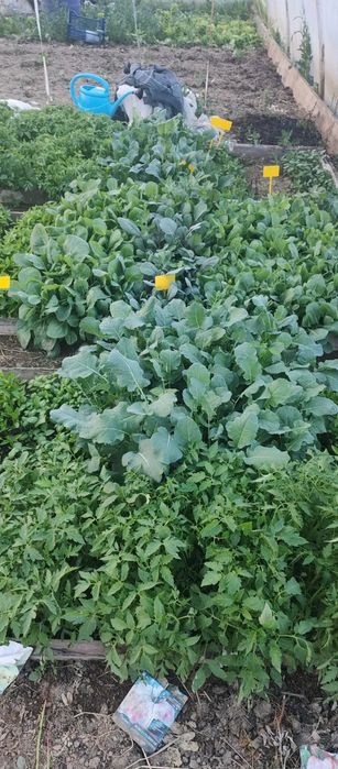 răsaduri de legume devanzare