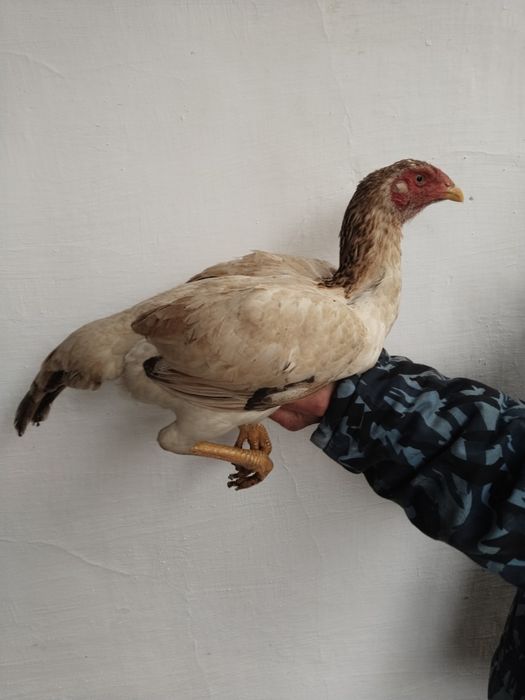 Dakan tovu horozga botrvoti rosa qattiq kaltegi bor toza narsa