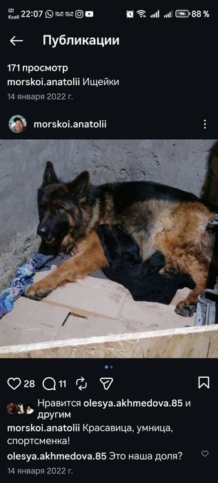 Щенки немецкой овчарки