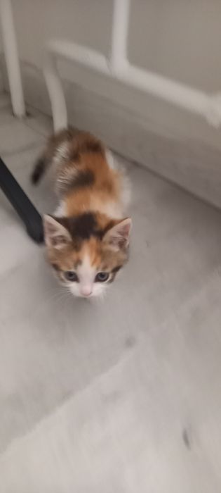 Котята домашние отдам