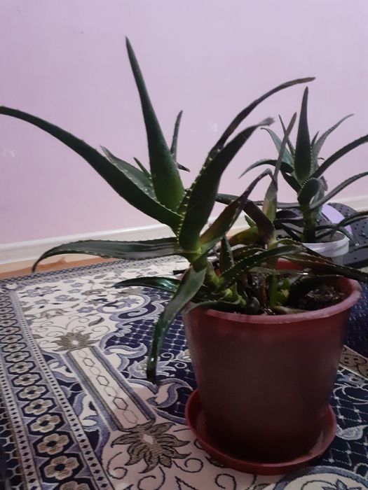 Алоэ                             .