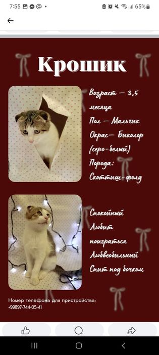 Пристраиваем котят