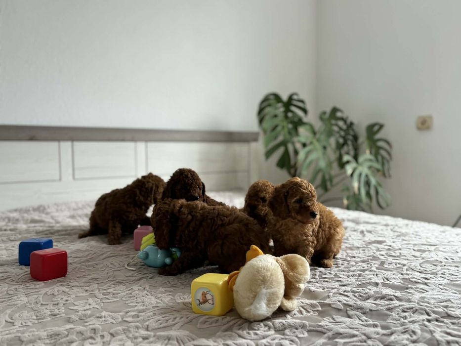 Продавам пуделчета