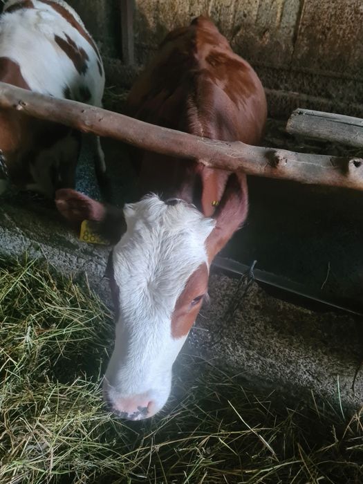 Vând 2 vițele de 5 luni
