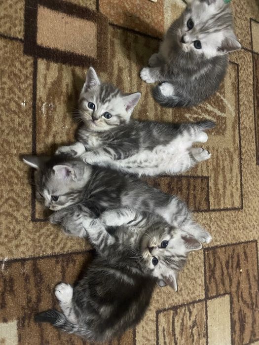 Шотландские скоттиш фолд