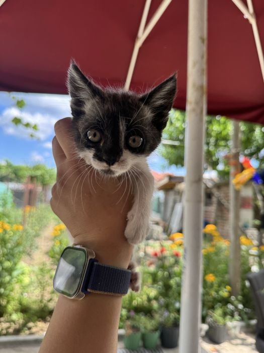 Подарявам малки котета