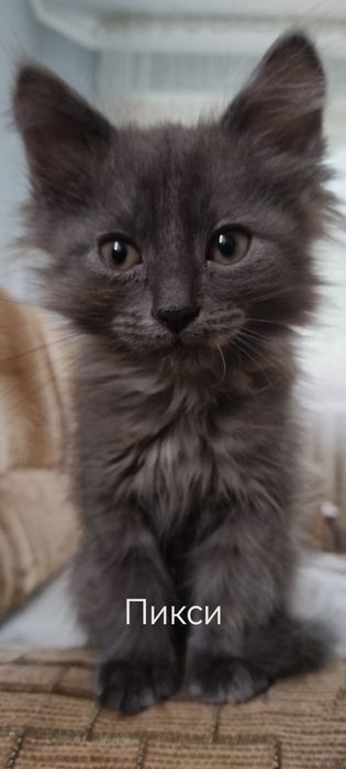 Продаются котята