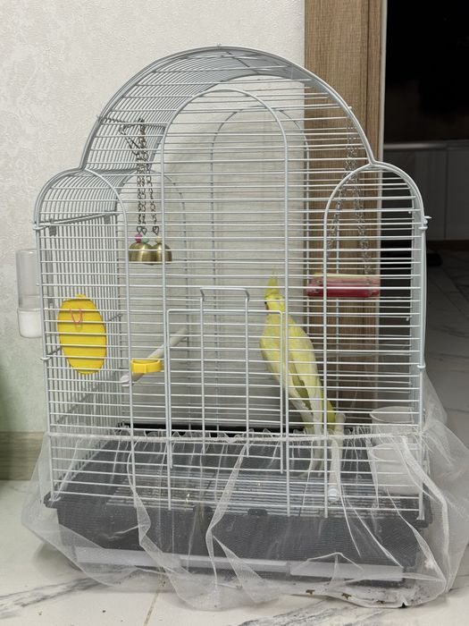 карелла папугай мальчик