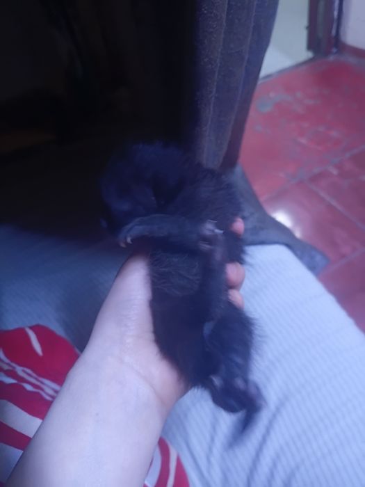 Мысыктар бар тегын берыледы