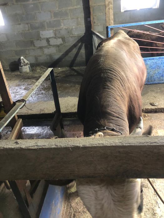 Продаются мощные бычки на откорме