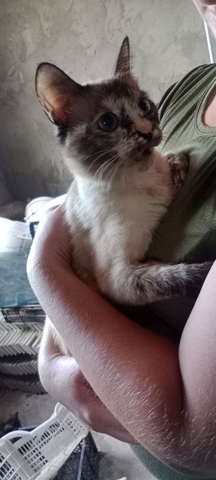 отдам котят, 2 котенка девочки