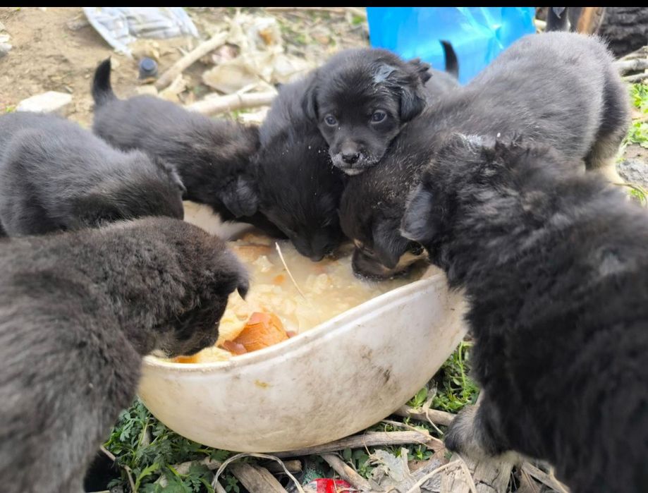 Отдам замечательных щенят в добрые руки