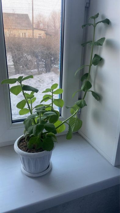Продам домашнюю мяту