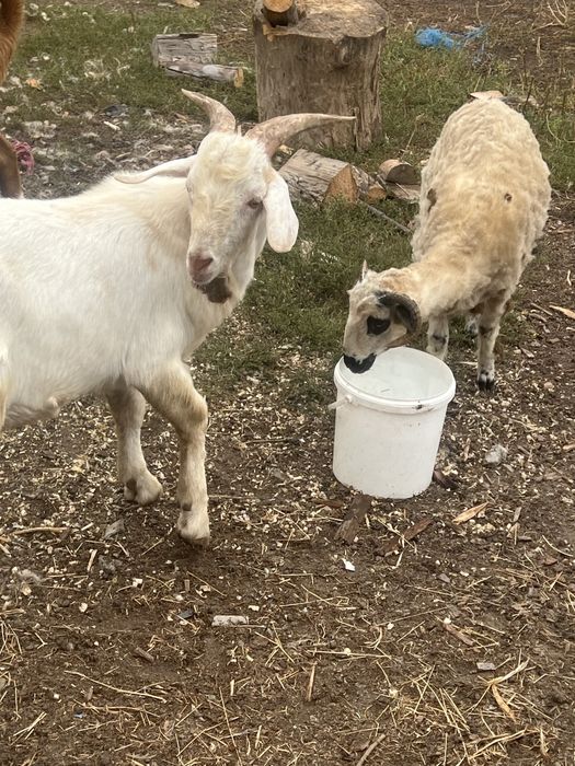 Vand doi tapi  buni de tinut sau schimb cu oi