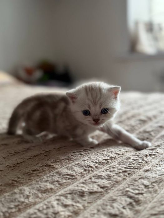 Продаются котята скоттиш страйт