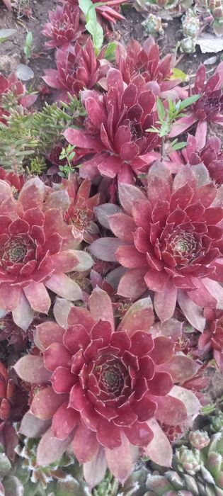 Каменная роза (Эчеверия)