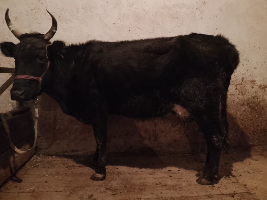 Бузаулы сиыр сатылады