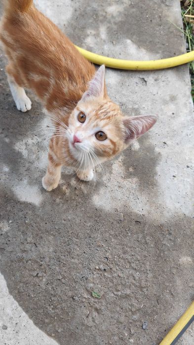 Отдаю котенка (кошечка)