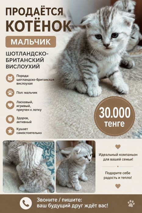 Шотландско-британские котята