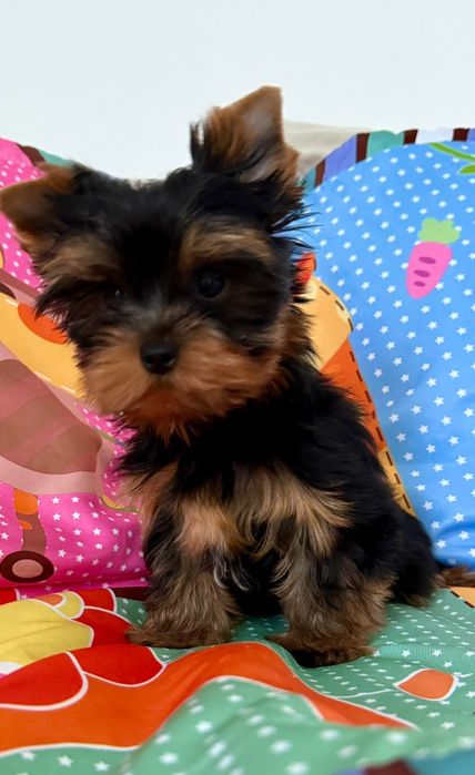 Yorkshire Terrier toy