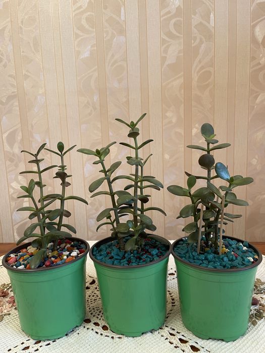 Комнатные цветы -денежное дерево