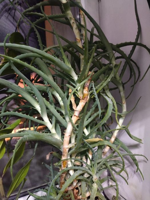 Долларовое дерево; Алоэ.