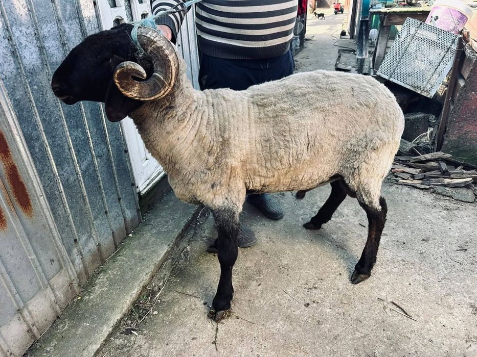 Berbec carabaș de vânzare