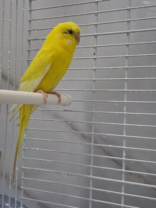 Продаются два попугая. В комплекте есть клетка (сетка).