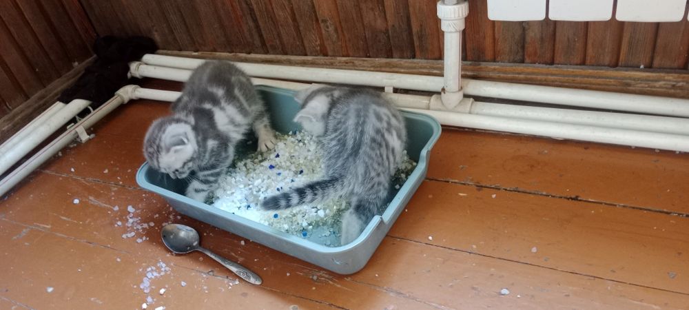 Котята шотландцы скотиш страйт
