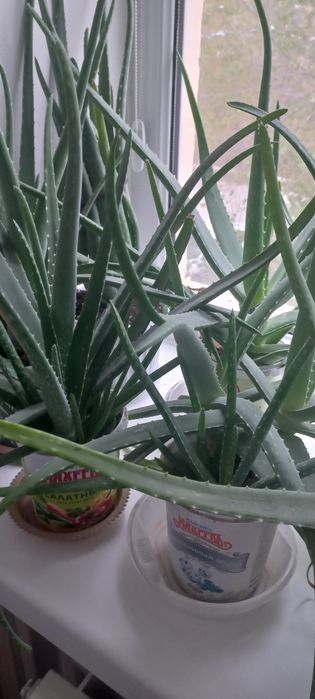 Продам алое вера лечебный