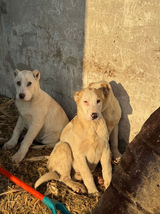 Продам щенков породистых