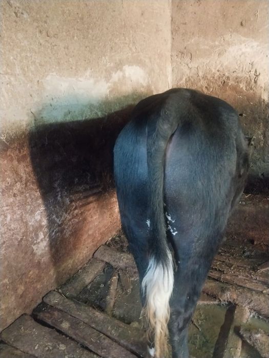 продам быков хороших