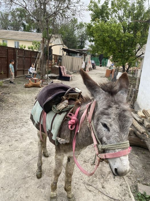 Ешек сатылады саудасы бар