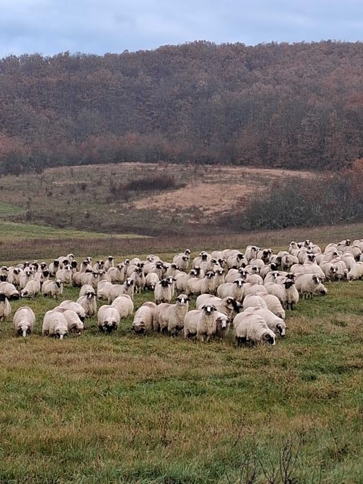 Vand 150 oi turcana breaza ,din efectiv de 250 de buc.