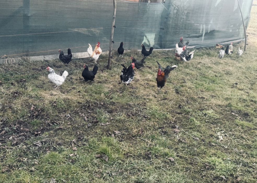 Gaini pitic diferite culori